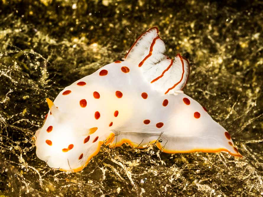 Gymnodoris ceylonica